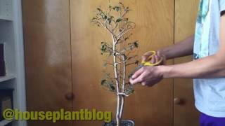 Ficus defoliation time lapse [upl. by Pliske]