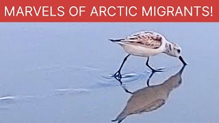 5 facts about Sanderlings Your familiar Beach Sandpiper [upl. by Ytima]