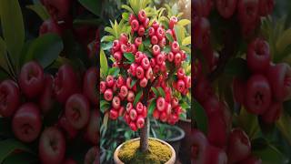 Sweet Wax apple are delicious and very fruitful Heres an easy way to grow it [upl. by Rhu830]