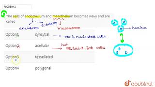 The cells of endothelium and mesothelium becomes wavy and are called [upl. by Glynas]