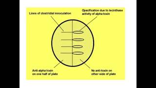 Lecithinase or Naglers Test [upl. by Lucienne]