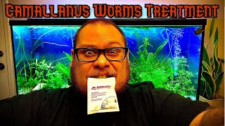 Camallanus Worms Treatment [upl. by Boccaj117]