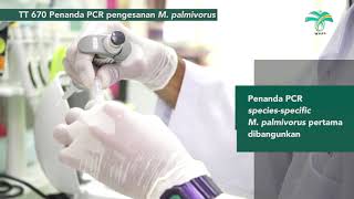 TOT 2020  TT 670 Penanda PCR untuk pengesanan Marasmius palmivorus [upl. by Nnylecyoj359]