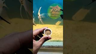 Aquarium Fish Food Feeding tigerbarbfish barbfish fishfood ytshorts viralshorts [upl. by Kcirreg]