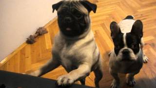 Aron The Pug amp Ceasar French bulldog [upl. by Rustice]