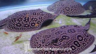 Stingray  Potamotrygon  Taiwan 2009  HD Quality [upl. by Toombs]