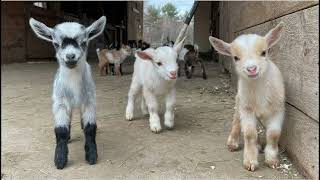 5 curious facts about Pygmy Goats [upl. by Ilera476]