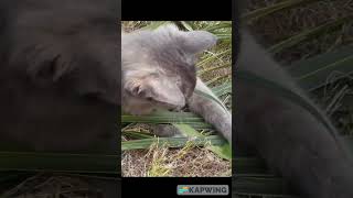 Funny Cat Playing with Palm Leaves cat music [upl. by Adnahsat41]