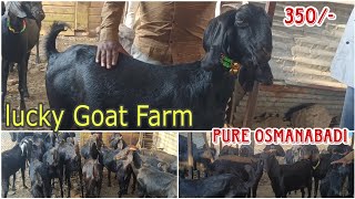 Pure Osmanabadi Goat Ki Pehchan  Lucky Goat Farm Vairag [upl. by Nylad736]