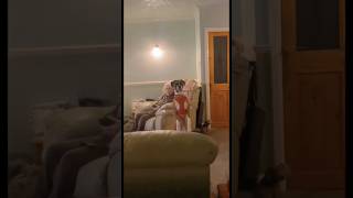 boxer dogs on their hind legs are so funny 😆🐾 funny shorts [upl. by Christis]