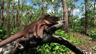 Releasing male frilled dragons Chlamydosaurus kingii [upl. by Aivital230]