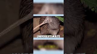 Meet the Kiwi New Zealand’s Unlikely National Heroquot animallover animals facts wildlifeinsights [upl. by Marcile]