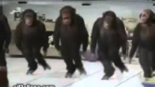 Monkey dance to the Irish jig funny videos [upl. by Nosduj]