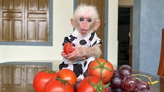 Monkey Poor hides from Hong and secretly takes tomatoes to enjoy [upl. by Sabas]