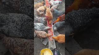 Chickens feeding on tomatoes and food remains bypoultryparadisetv [upl. by Aihseyk308]