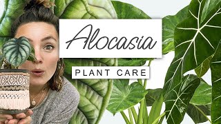 Alocasia Plant Care Guide 🌱 Care TIPS For Elephant Ear [upl. by Letsou948]