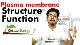 Plasma membrane structure and function [upl. by Ahsatin]