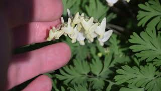 How to Identify Dutchmans Breeches  Dicentra cucullaria [upl. by Gesner996]