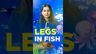 Walking Legs in Fish science sciencefacts fishfact csirnet cuet gate neet neetug neetpg [upl. by Reitrac827]