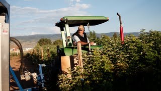 The Amazing Raspberry Harvester [upl. by Fabyola]