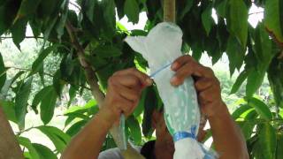 Propagating Michelia alba ดอกจำปี White sandelwood by Air layering in Koh Samui [upl. by Arataj]