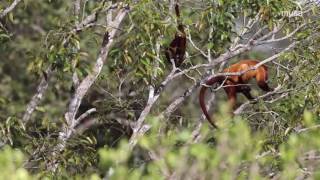 Guariba ou bugiovermelho Alouatta seniculus [upl. by O'Kelly]