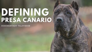 THE PRESA CANARIO REVEALED A FASCINATING ADVENTURE [upl. by Moreno]