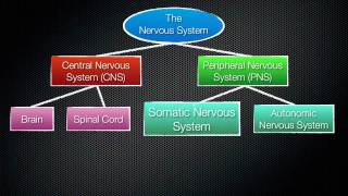 063 The Divisions of the Nervous System [upl. by Hadihahs414]