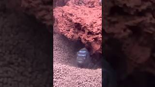 Auratus female making nest to lay eggs آکواریوم cichlidtank cichlid aquarium shorts [upl. by Elane5]