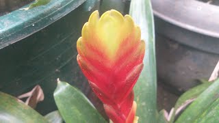 Bromeliad Vriesea plant with flaming sword flower [upl. by Ahsrav]