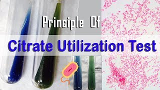 Principle Of Citrate Utilization Test [upl. by Moberg770]