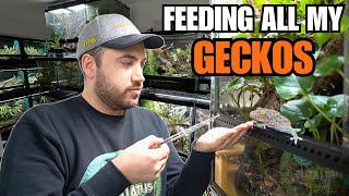 FEEDING MY PET GECKOS Tokays Cresties Sand Geckos and more [upl. by Enilrac877]