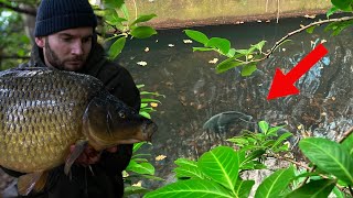 Neglected London river holds big fish Carp fishing [upl. by Atte]