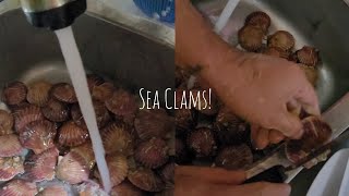 Lets remove CLAMS dangerous shell 👻 😳😨  Seafood ASMR [upl. by Flan]