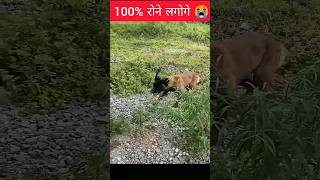 Doggy ने बच्चे की जान बचाई मगर उसके साथ जो हुआ 😭😭  shorts [upl. by Nirahs]