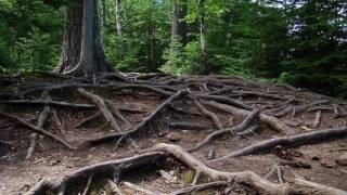 The Hidden Life of Trees by Peter Wohlleben [upl. by Lai]