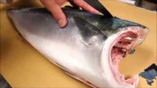 How To Fillet a Whole Hamachi  How To Make Sushi Series [upl. by Enellij]