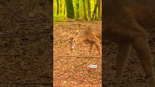 Upstate NY Whitetail Deer With Antlers wildlife nature shorts [upl. by Chamberlain91]