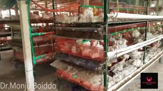 Broiler Rearing Via Cage System  Open House [upl. by Alurta]