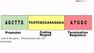 Gene modification [upl. by Archibaldo]