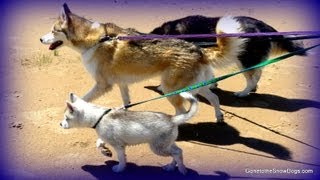 Siberian Husky Puppy Swims in Lake Huron and Rides in the Jeep Wrangler [upl. by Ajat]