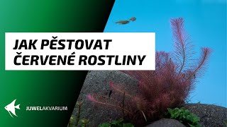 Jak pěstovat červené akvarijní rostliny [upl. by Valentine]