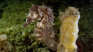 Duiken NederlandZeelandOosteerscheldeZeelandbrugzeepaardjeflamenco platworm en veel meer [upl. by Deste]