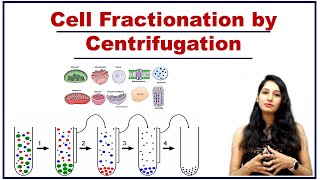 Cell Fractionationmp4 [upl. by Frohman]