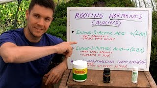 BEST Rooting Hormones for Plant Cuttings in the Backyard Garden  Organic and Commercial Hormone [upl. by Fleisher840]