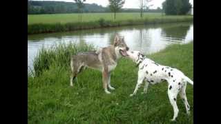 chienloup tchécoslovaque et dalmatien [upl. by Ymmak]