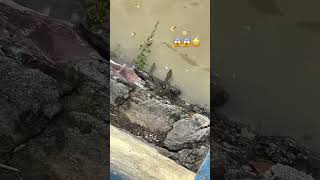 Water snake 🐍😱 पानी वाला सांप 🐍 phonk poison snake poisonousfish watersnake river safety [upl. by Anade754]