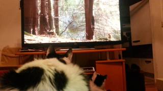 Katzen schauen zusammen fernsehen [upl. by Pris664]