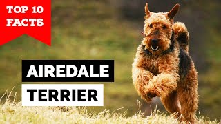 Airedale Terrier  Top 10 Facts [upl. by Annert]