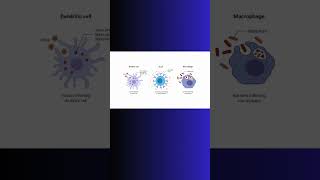 ANTIGEN PRESENTATION and INFLAMMATION inflammation immunity physiology cell biology science [upl. by Ardnosal509]